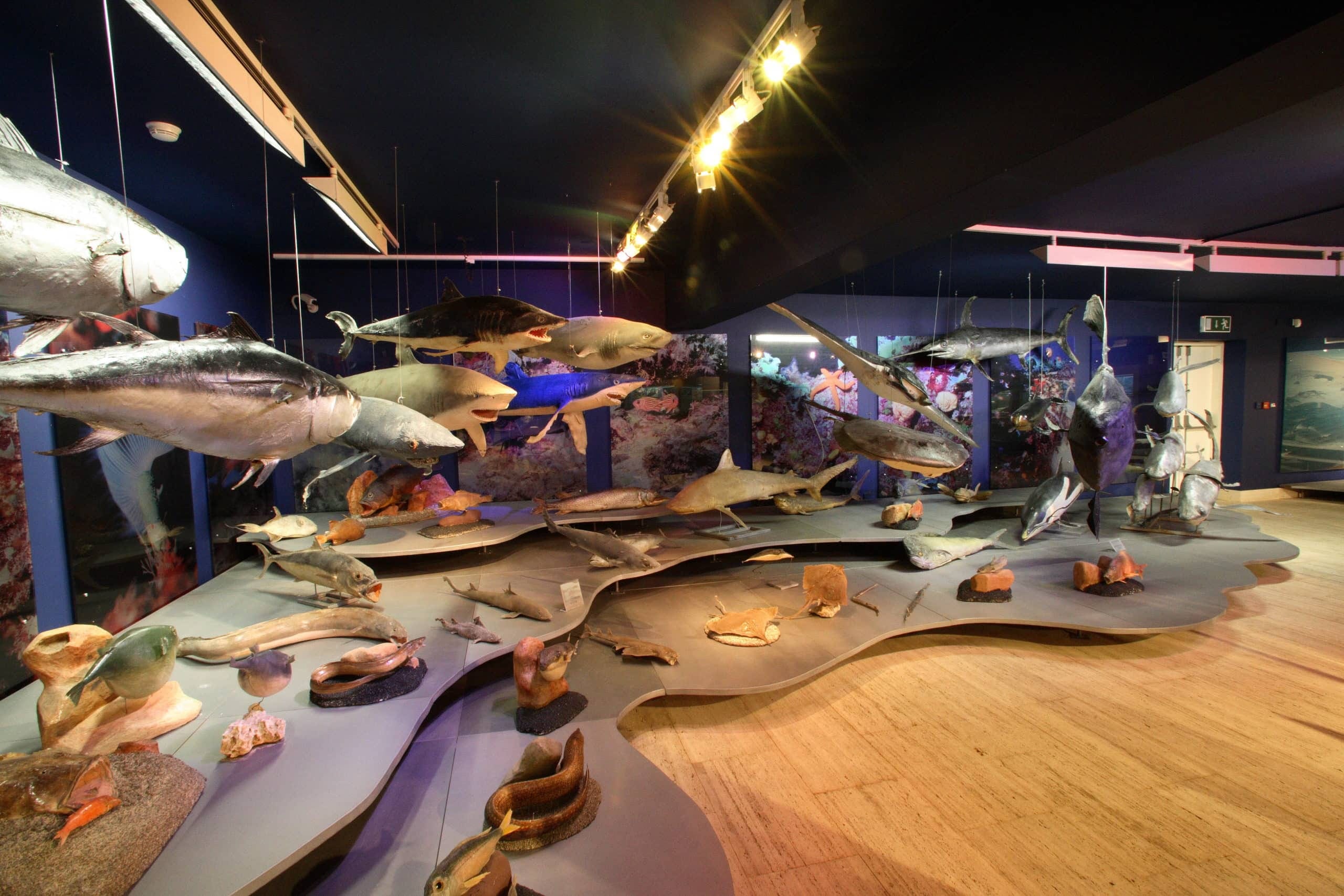 Thalassa Museum