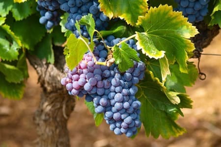Cyprus Wine Routes
