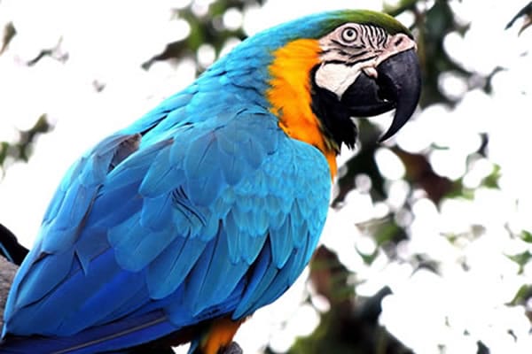 Pafos Zoo