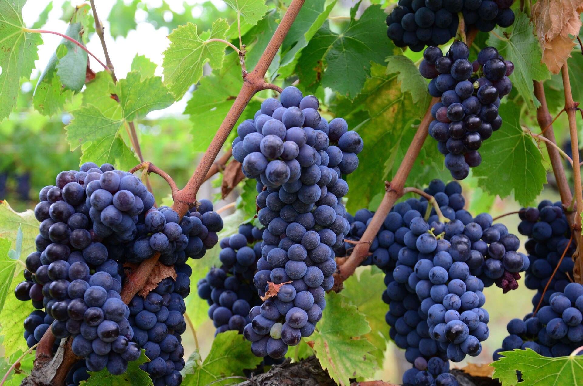 Tsangarides Winery